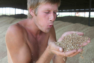 Российская пшеница грозит обвалить рынок зерна в Казахстане